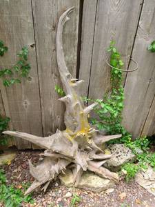 lot 4021 image: Drift Wood. Approximately 49 inches tall