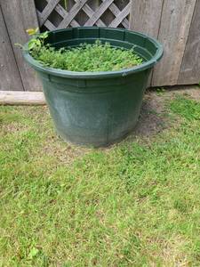 lot 4039 image: Flower Pot 17 inches tall x 26 in diameter