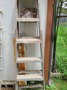 lot 4042 image: 6ft Step Ladder