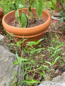 lot 4056 image: Flower Pot15 inches tall x 17 in diameter