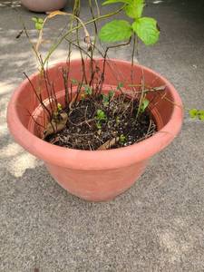 lot 4071 image: Flower Pot . 9 tall x 11 in diameter