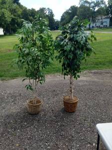 lot 8209 image: 2 fake trees in wicker baskets