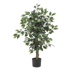 lot 2797 image: 3 Ficus Silk Tree