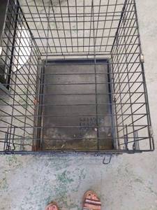 lot 8032 image: Dog Kennel