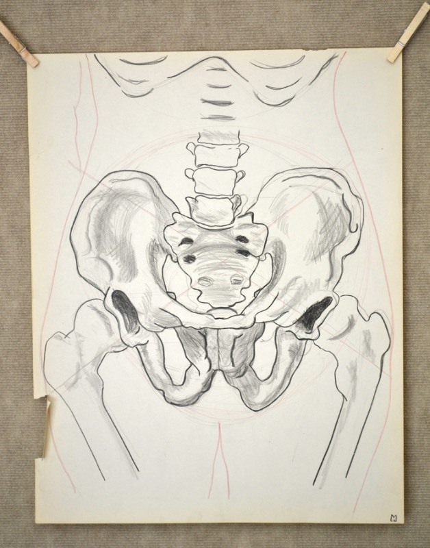 lot 5068 image: Pencil drawing of a section of the skeleton