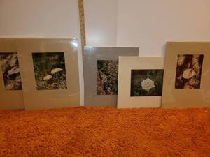 lot 3074 image: 5 Judy Dove Outdoor Photos in Frames
