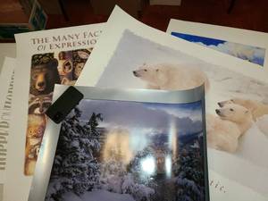 lot 3166 image: 5 Pcs. Posters. Polar Bears, Many Faces and many other