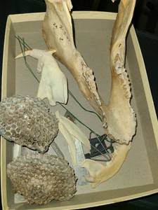 lot 3415 image: Bones. Jaw Bones and other miscellaneous items