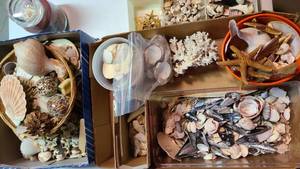 lot 3438 image: Seashells. Abundance
