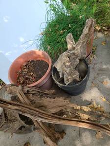 lot 5103 image: 3 Potting Pots 2 of which are Terra Cotta. 5 pcs .of Drift Wood