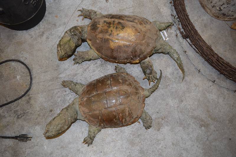 lot 85 image: 2 Mounted Snapping Turtles