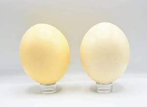 lot 5016 image: 2 Ostrich Eggs