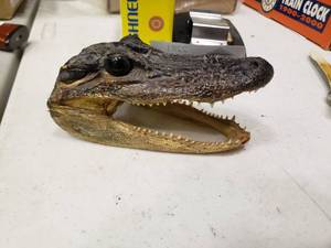lot 2281 image: Decorative Caiman Head