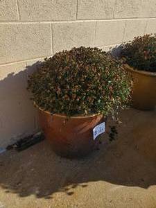 lot 1031 image: Large Outdoor Planter