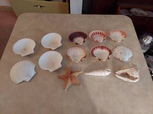 lot 6041 image: Assorted Sea Shells and Starfish
