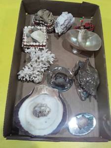 lot 1159 image: Seashells Lot 1