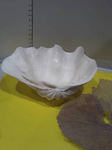 lot 1163 image: Very Large sea shell