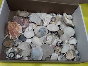 lot 1164 image: Seashells Lot 2