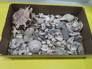 lot 1165 image: Seashells lot 3