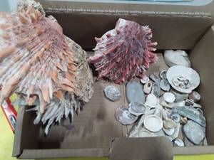 lot 1166 image: Seashells lot 4