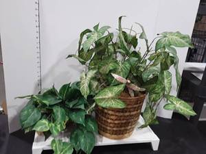 lot 1521 image: 2 Faux plants both in wicker baskets