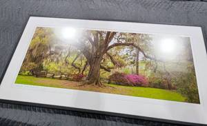 lot 2049 image: Gary Behrens Carolina Live Oak I 110 framed photo 19 x 40 x 1 12 in.