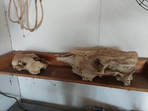 lot 6551 image: 2 Skulls