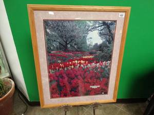 lot 17436 image: Roozen Gaarde Flowers and Bulbs